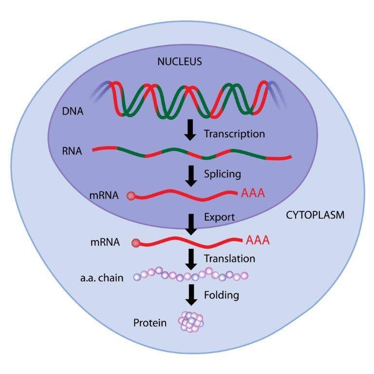 2.3 Metabolismo de ADN y ARN LibreTexts Español